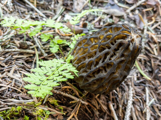 The texture of the fresh, valuable and naturally grown morel mushroom in its habitat