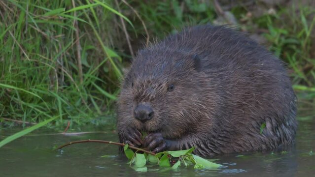 A Eurasian beaver eating in the morning