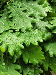 Beautiful oak green leaves with water drops after rain. Nature background. Droplets on the leaf....