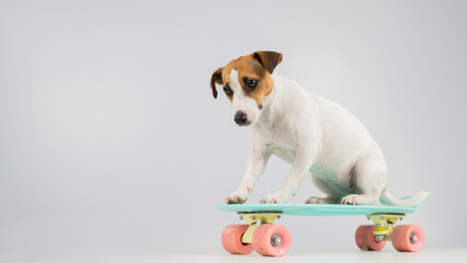 Dog on a penny board on a white background. Jack Russell Terrier rides a skateboard in the studio.