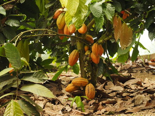 COCOA PLANT IN THE JUNGLE OF COSTA RICA