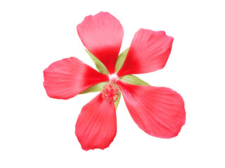 Isolated red hibiscus coccineus walter flower.