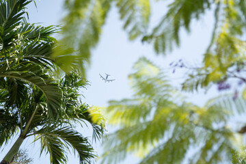 Airplane in Flight Seen Through Tropical Trees - 505379485