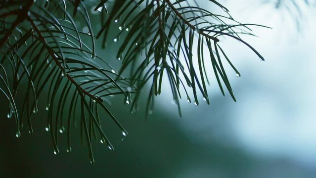 Nature after the rain. Water drops on pine branches in a landscape. High quality 4k footage