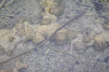 Plitvice Lakes National Park, Croatia, Europe: Dead wood, branches, moss and leaves under crystal...