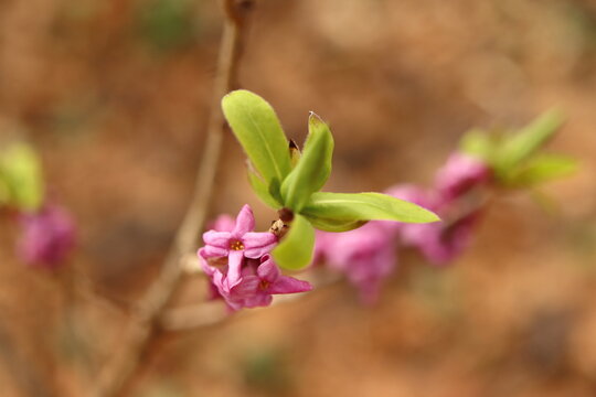 Poison ivy (Daphne mezereum) sharply poisonous shrub with pink flowers growing wild