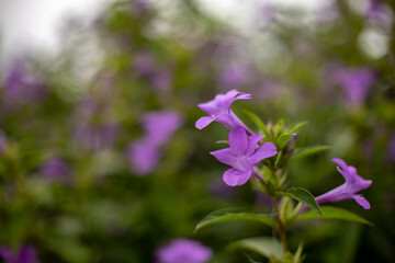 Philippine violet flower and blurred background