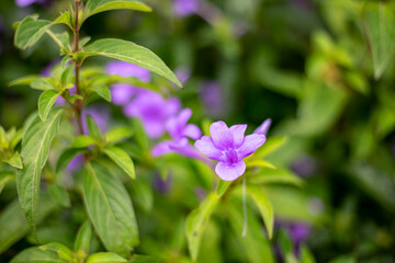 Philippine violet flower and blurred background