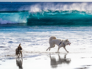 Chiens téméraires jouant dans les vagues