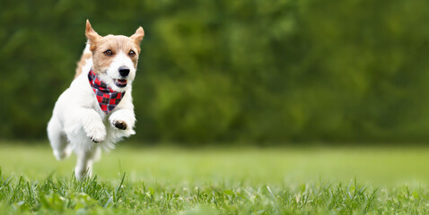 Active playful healthy happy dog running in the park, puppy training banner. Outdoor unleashing,...