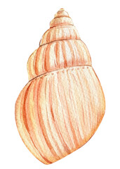 Undersea world. sea shell isolated on white background. Hand drawn watercolor illustration