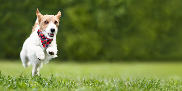 Active playful healthy happy dog running in the park, puppy training banner. Outdoor unleashing, walk and fun. Pet behavior.