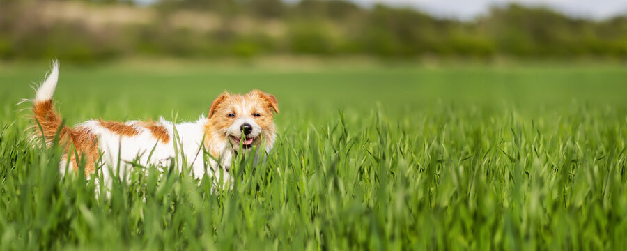Happy funny dog smiling, panting in the meadow grass. Hiking, walking with pet in nature in summer, web banner.