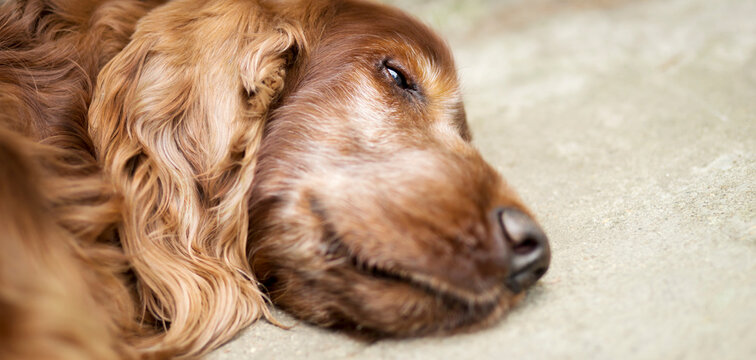 Face of a beautiful old, sleeping, relaxing pet dog