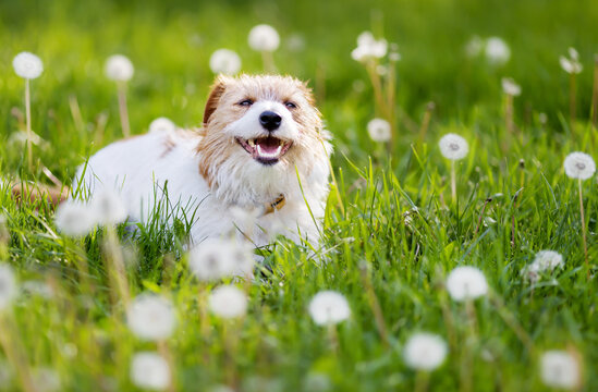 Happy healthy cute pet dog puppy laughing, panting in the grass with dandelion blowball flowers. Spring, summer fun.