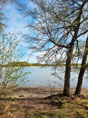 Fototapeta premium tree in the water