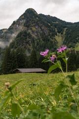 Oberstdorf Berg-Flockenblume Berg Panorama - Allgäuer Alpen