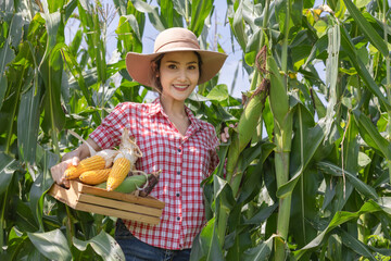 Young woman farmer sampling of corn cobs in the field for inspection before harvesting at farm.