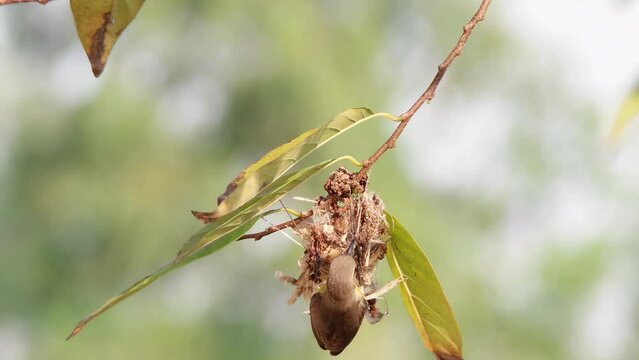A female sunbird nest building and sitting on her nest.