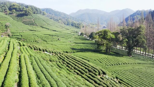 aerial view of beautiful green tea plantation in hangzhou longjin countryside
