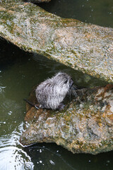 Close up of cute Coypu or Nutria or large rat or rodent in a pond at a zoo in Malang, East Java, Indonesia. No people. 