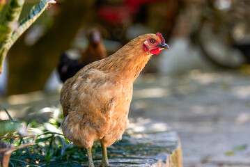 Close-up of a little hen on the farm