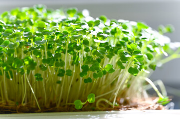 Growing micro greens. Organic microgreen sprouts closeup. 