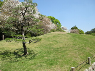 春の公園にある、散り始めて終わりがけの桜