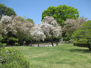春の公園にある、散り始めて終わりがけの桜