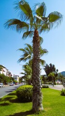 palma na wybrzeżu tureckim, Alanya