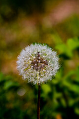 Large white dandelion head on a background of dark green meadow grass.