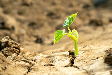 Macro photo of cracked dry soil and newly growng plant. Concept of drought, climate change and...