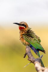 White fronted bee eater being fluffy