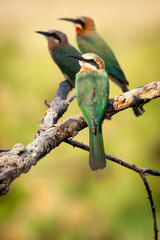 Three white fronted bee-eaters in a branch