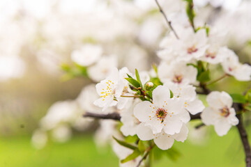 Beautiful spring cherry blossom with fading in to pastel pink and white background.