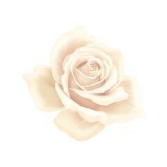 White Rose Blossom Composition
