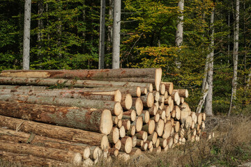 Baumstämme liegen auf einem Haufen im Wald (Forstwirschaft / Holzwirtschaft / Bauholz)