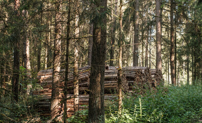Gebündeltes Meterholz (Brennholz) liegt in einem dichten Nadelwald (Holzwirtschaft /...