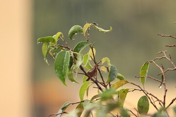 Plants in rain