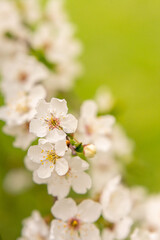 Beautiful spring cherry blossom with fading in to pastel pink and white background.
