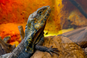 Fototapeta premium On the rocks sits a beautiful lizard in the park.