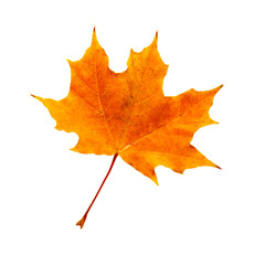 fallen orange maple leaf on white background isolate close-up