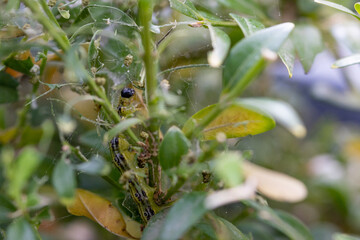 Chenille Pyrale du buis