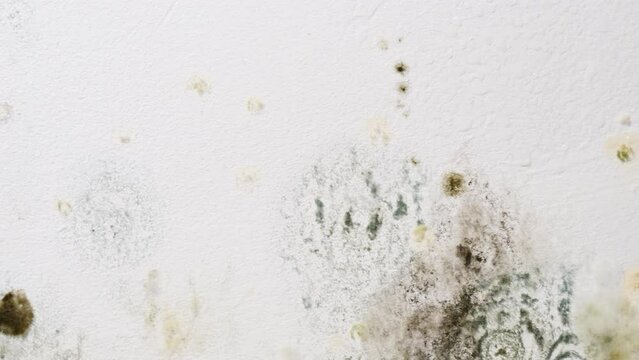 Mould and fungus on wall. Problem of ventilation, dampness, cold indoors in home.