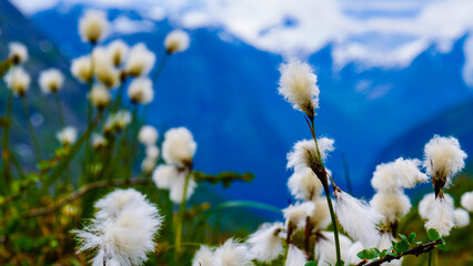Flowers and mountain view from Gamle Strynefjellsvegen Norway
