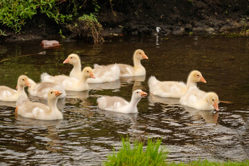 Grown up goslings bathe in the river
