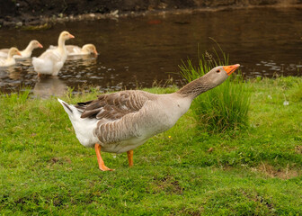Great gray goose hisses to protect goslings