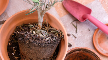 Transplanting a houseplant, the root system is visible