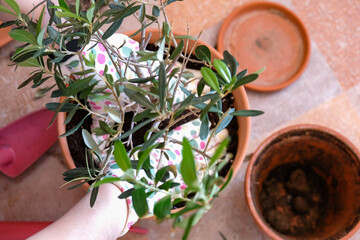 Houseplant transplant. Press the ground with your hands
