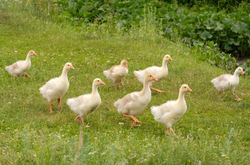Several goslings run on green grass. Walk